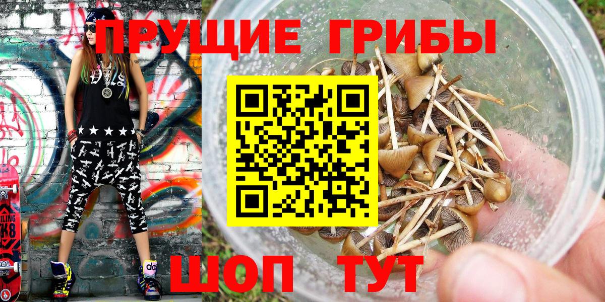 Псилоцибиновые грибы Psilocybe Киров