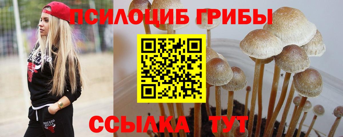 Псилоцибиновые грибы Cubensis  Вход с VPN  Киров 